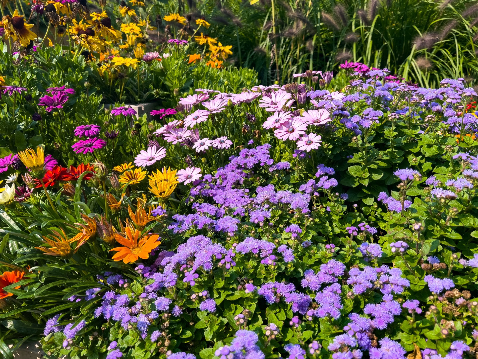 Flower in MacEwan Terrace Garden and The Riverwood Conservancy, mississauga, Canada