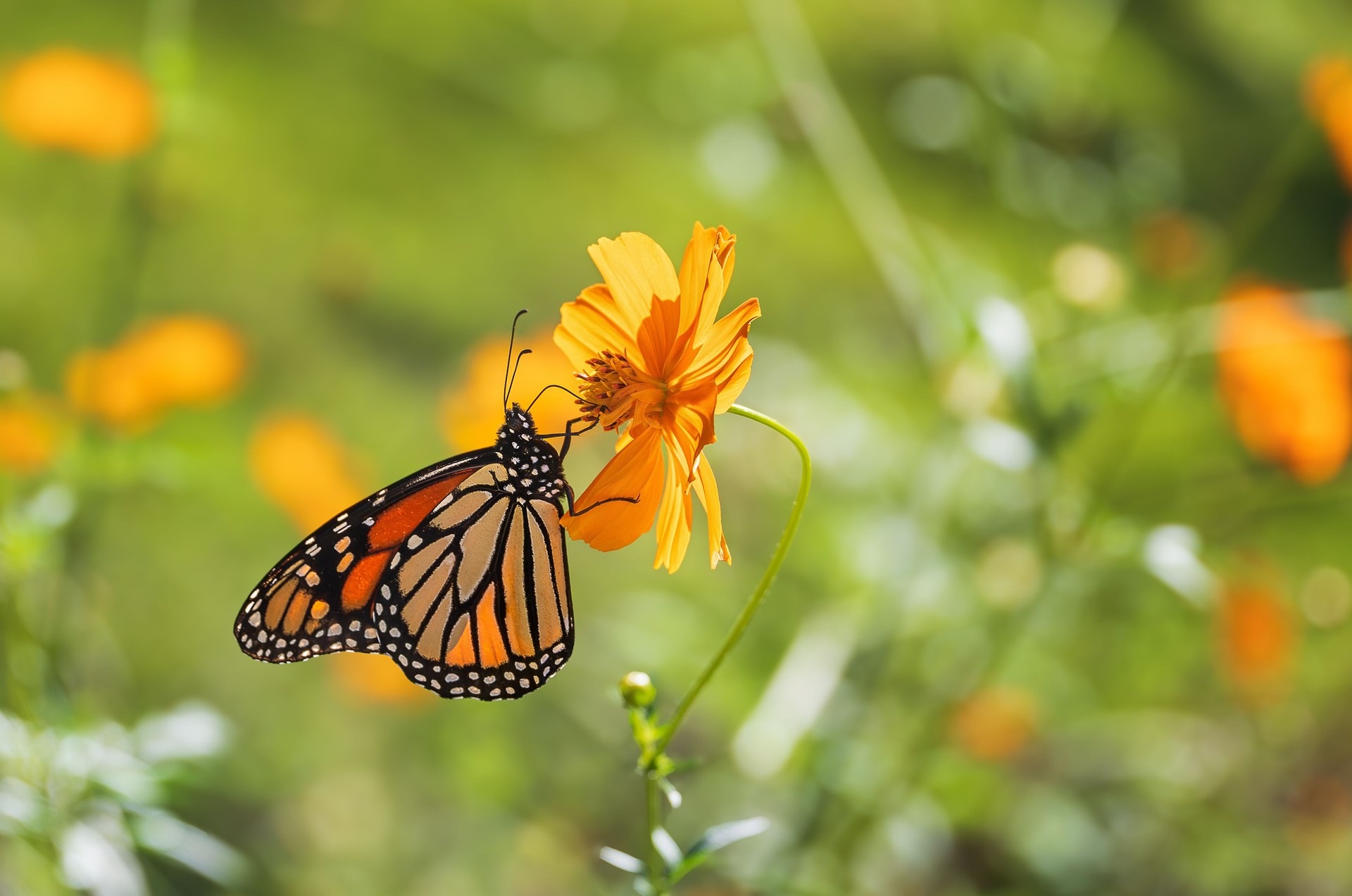 Migrating Monarch butterfly feeding on Cosmos flower