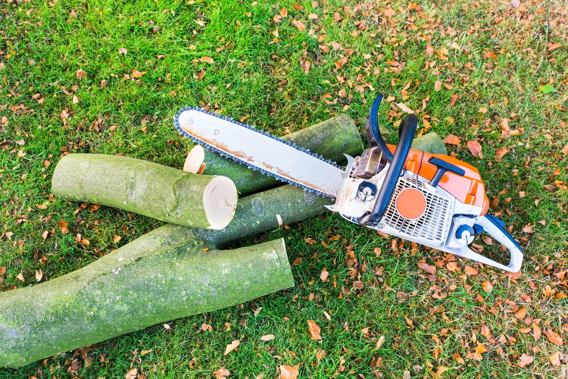Chain saw with tree trunk or branch on green grass