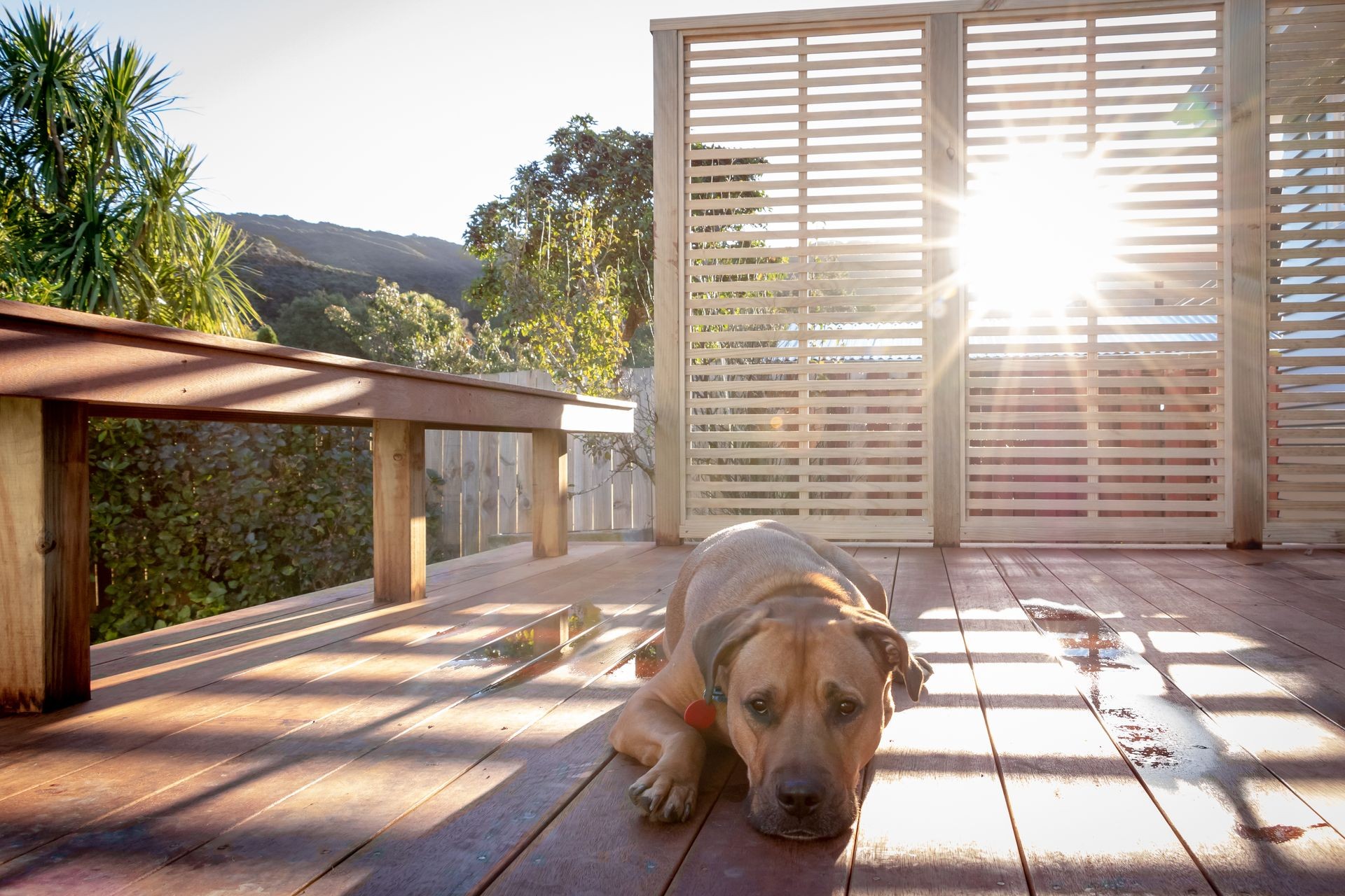 Tired Dog Rests On Deck At Sunset 